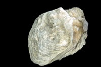 Ostrea squarrosa